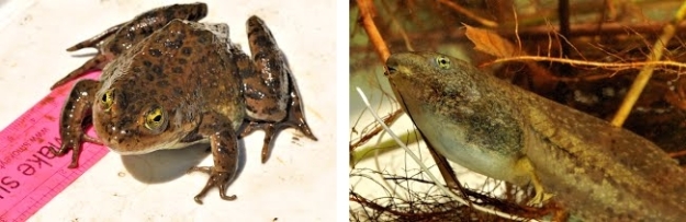 Adult and larval Oregon spotted frogs (photos copyright Stephen Nyman)